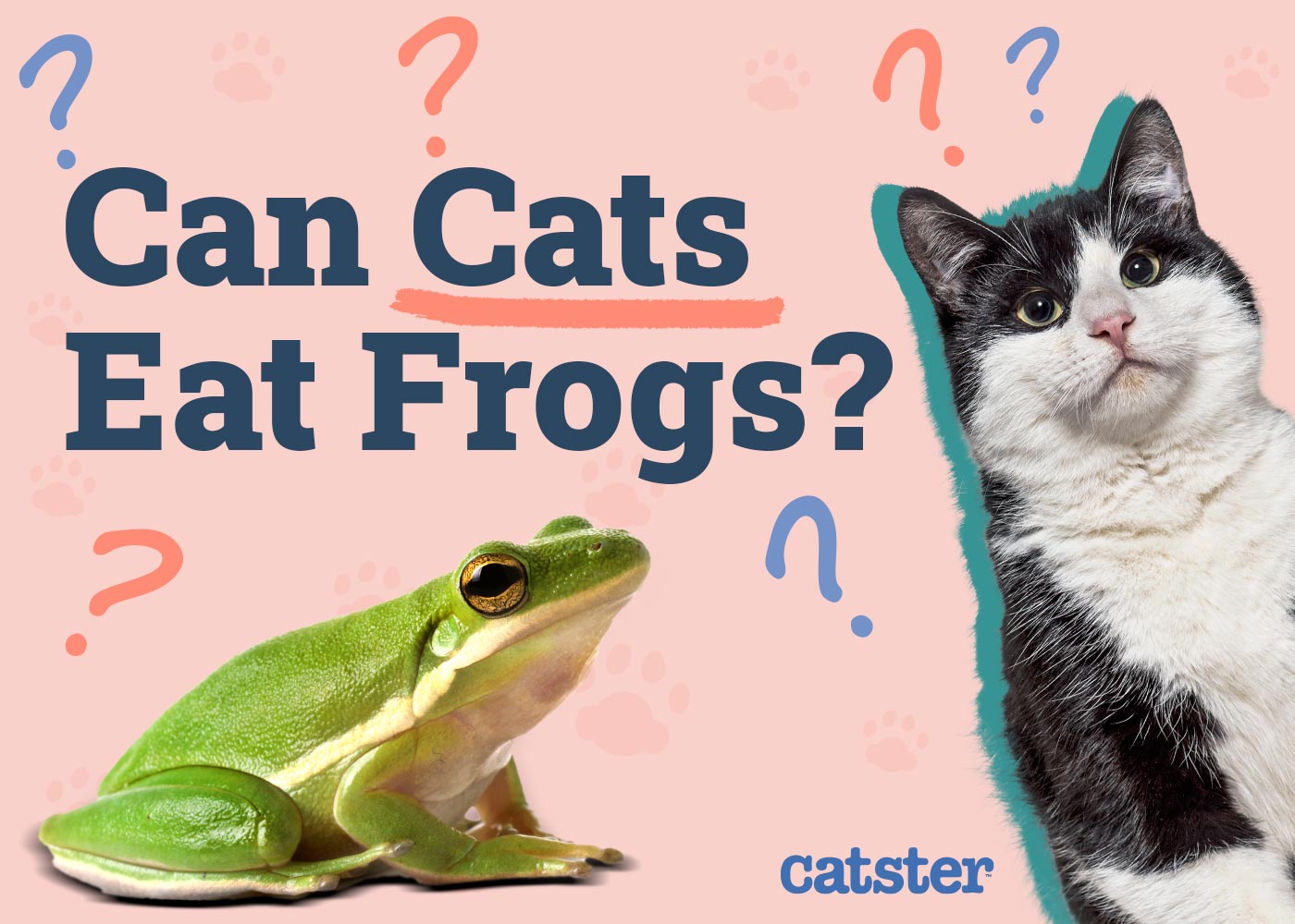 Can Cats Eat Frogs? Vet-Reviewed Safety Facts