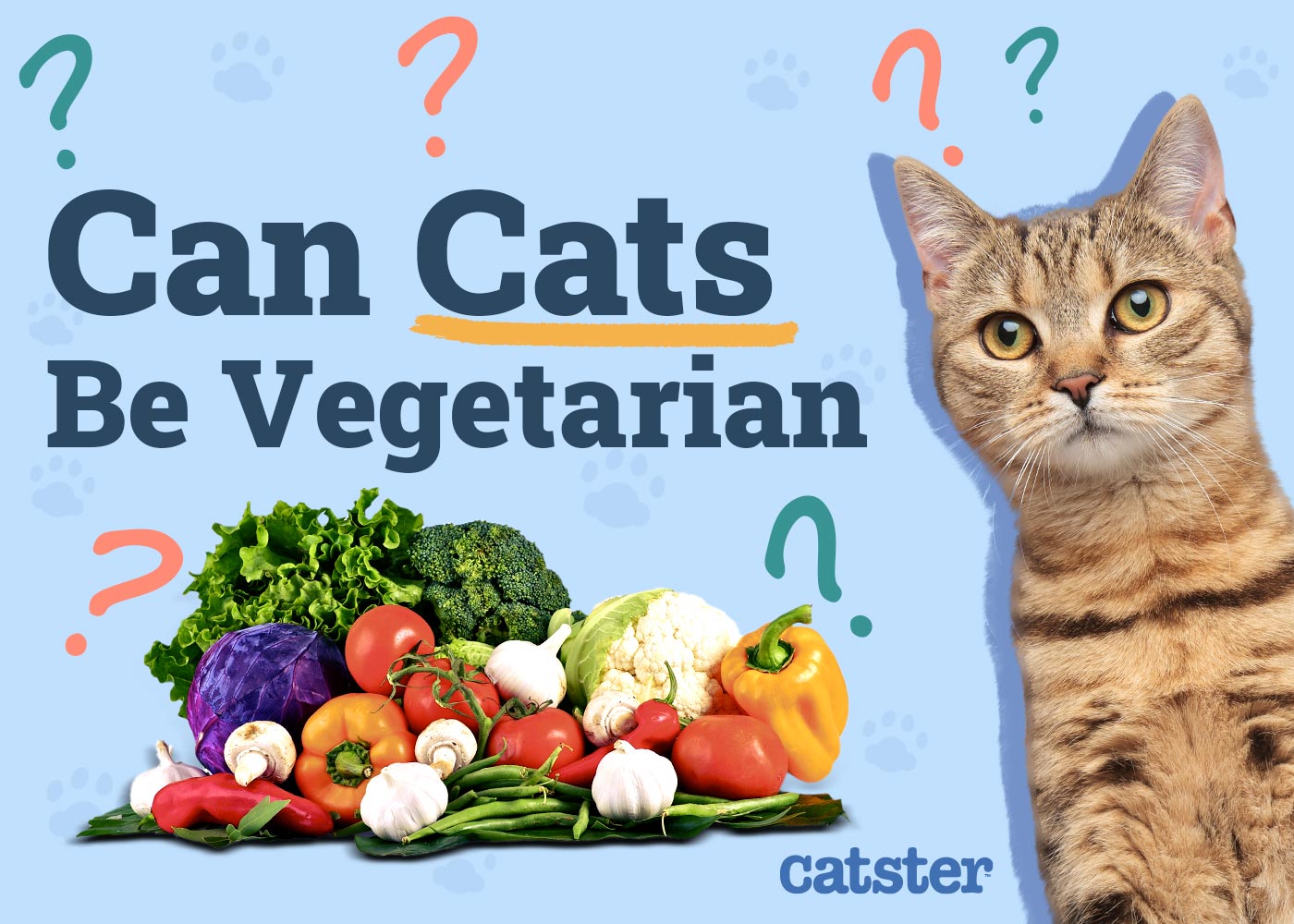 Can Cats Be Vegetarian? Vet Explained Health Concerns