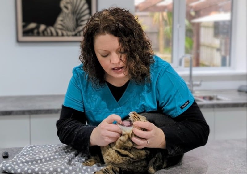 Cats Need Teeth, Don't They? Dr. Karyn the Vet vs Pet Owner