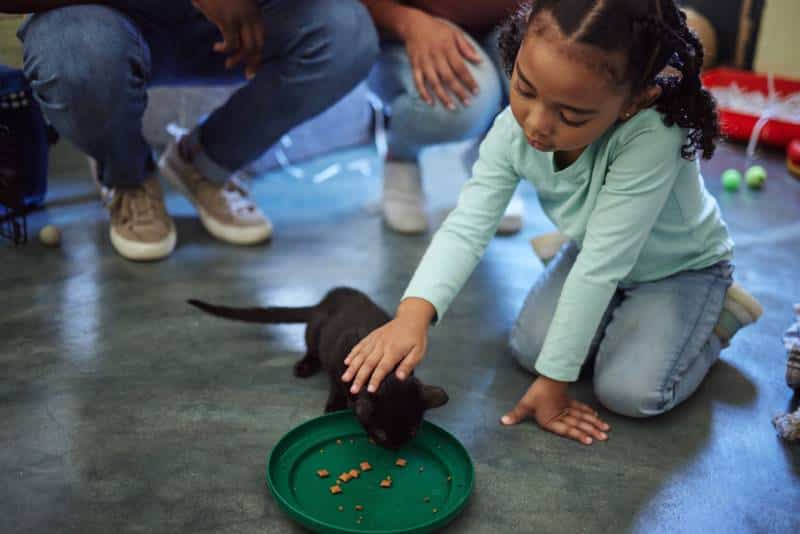 Child, girl or feeding kitten in pet shelter, adoption rescue or foster home