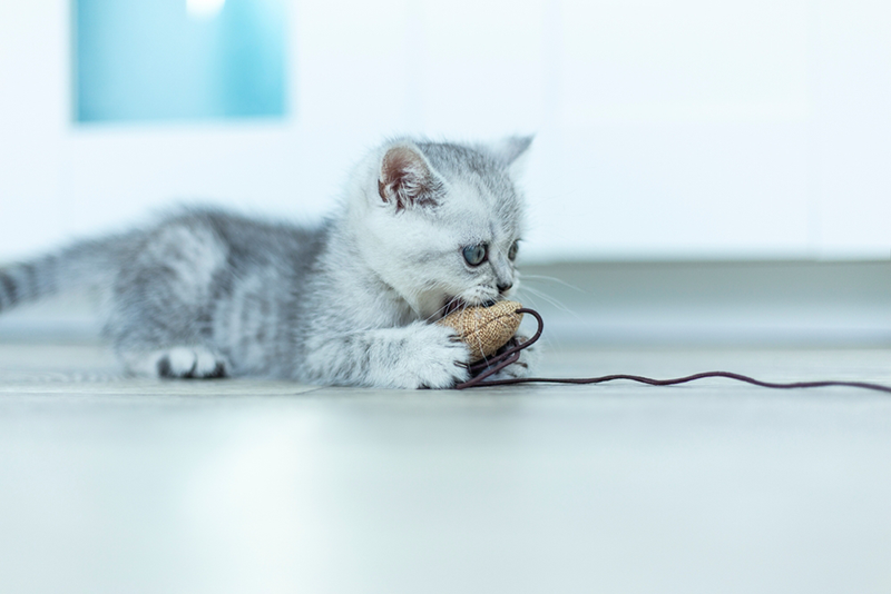 Why Does My Kitten Want to Play at Night? Vet-Approved Reasons & Tips