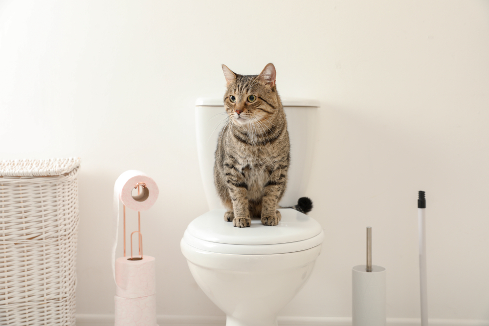 The Simple Reasons Cats Refuse to Let Anyone Use the Bathroom Alone