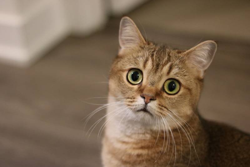 Cats’ Impact on the Environment: Vet-Verified Facts & Statistics