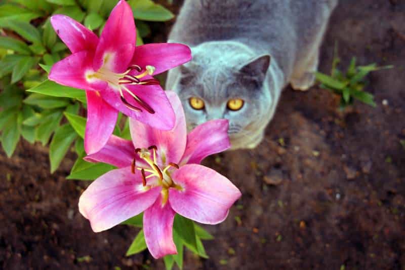 What Flowers Are Dangerous to Cats? 7 Vet-Verfied Threatening Plants