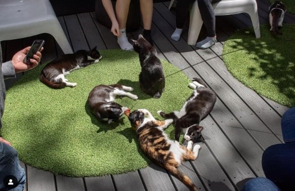 Koneko Cat Café