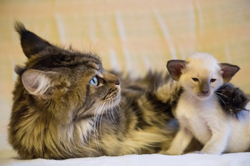 Maine Coon Cat