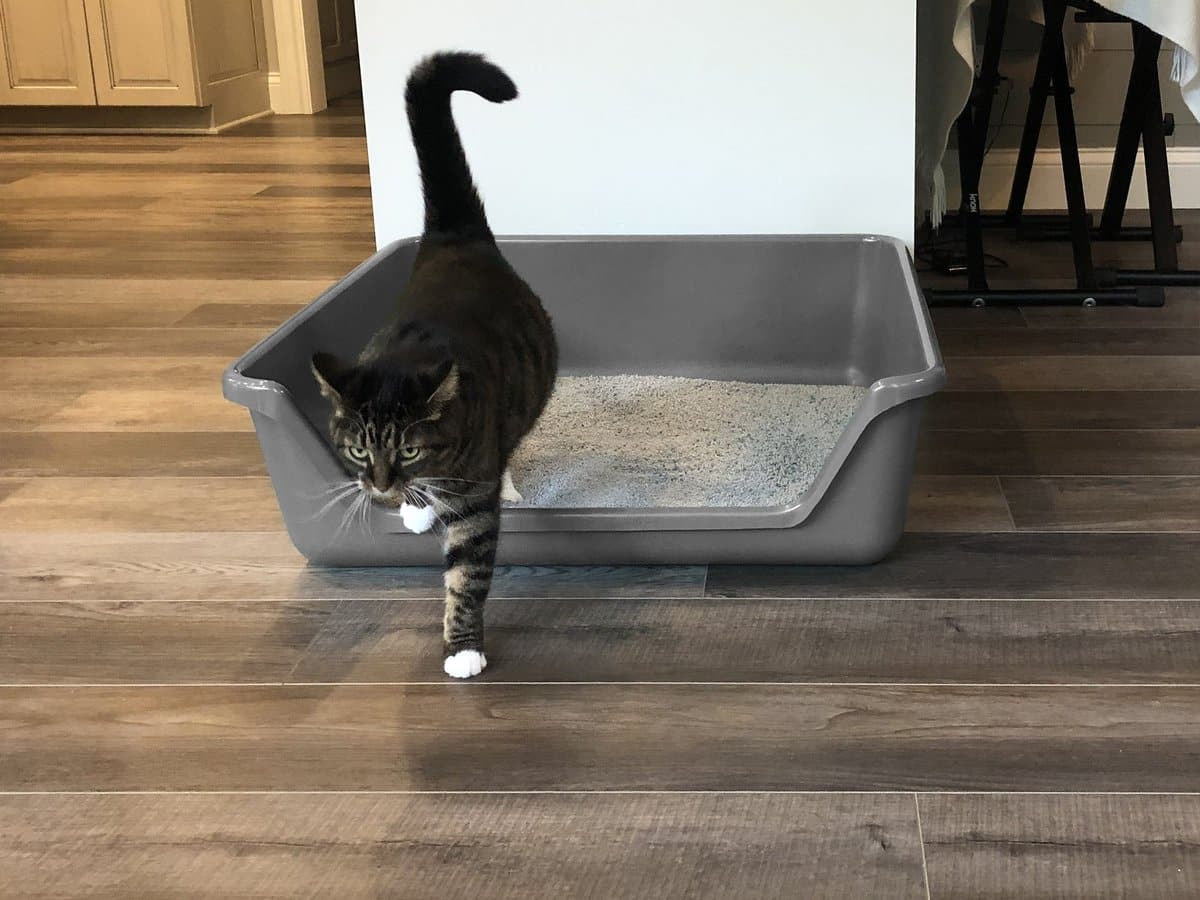Shirley K's Senior Cat Litter Box