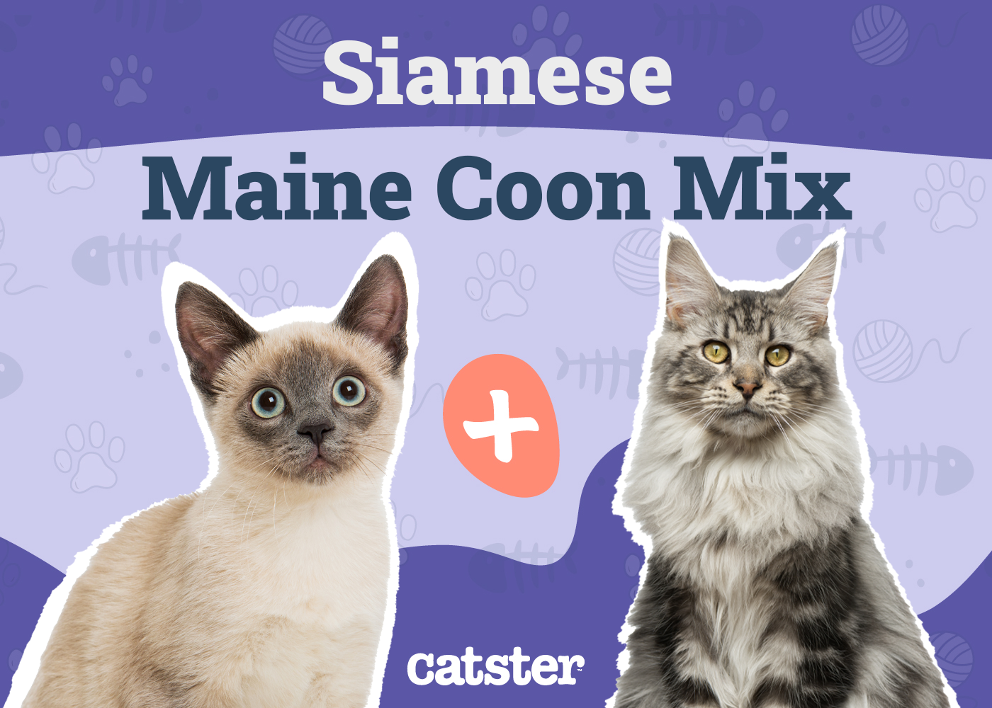 Siamese Maine Coon Mix: Info, Pictures, Care & Traits