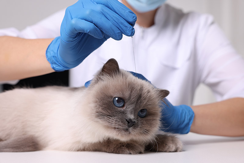Acupuncture for Asthma in Cats: Pros, Cons & Effectiveness (Vet Answer)