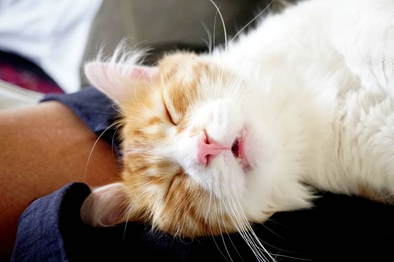 Is Cat Snoring Normal? Facts & When to Worry