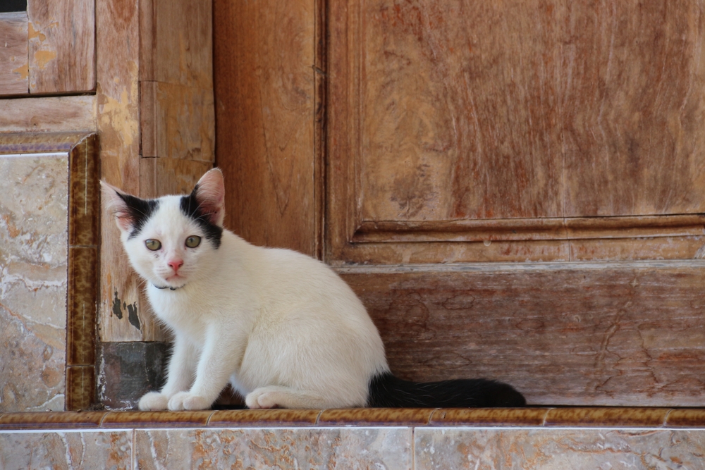 The 6 Vet-Reviewed Reasons Why Your Cat Guards Your Door