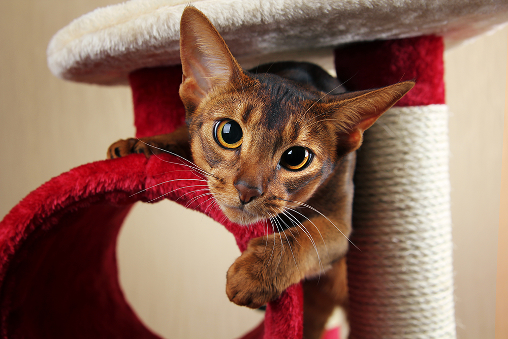 How Do You Keep a Cat From Getting Bored? 12 Vet-Approved Tips
