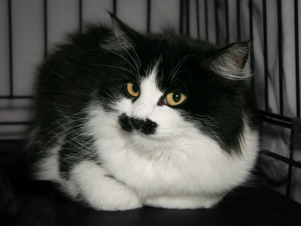 10 Cats With Mustaches in Honor of Movember (With Pictures)