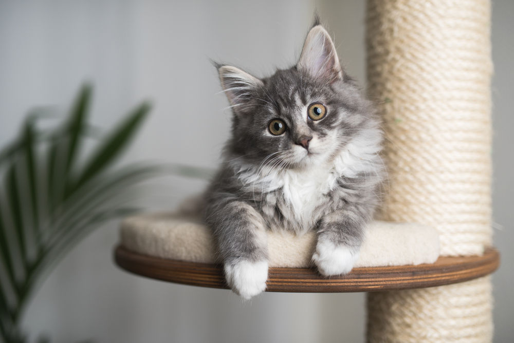 The Ultimate New Kitten Checklist: Must Have Gear, Accessories & Products (Vet-Reviewed)