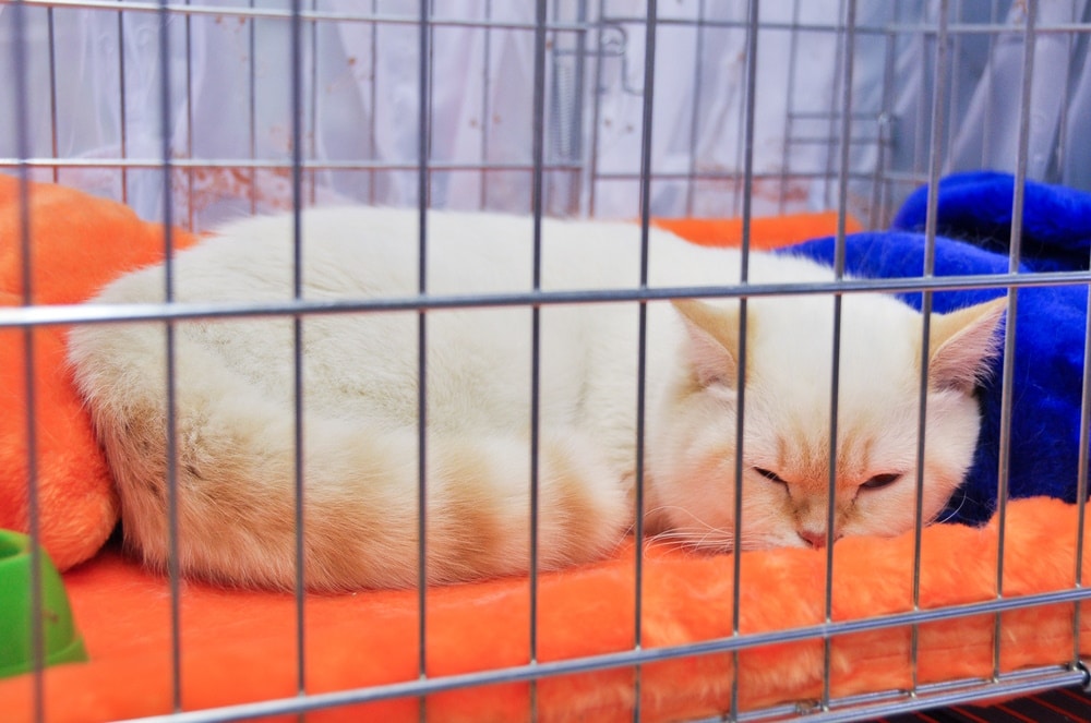 Cage Rest for Cats: 6 Vet Approved Tips to Get Your Cats to Take Bed Rest Seriously