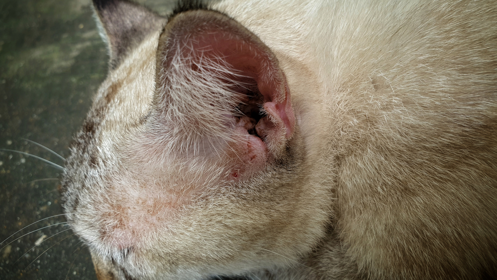 cat ear yeast infection