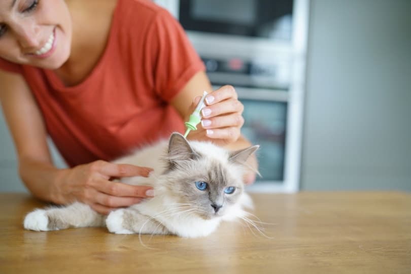 Do Indoor Cats Need Flea Treatment? Vet-Reviewed Facts, FAQ & Tips