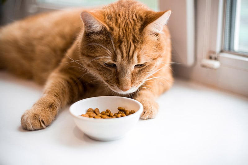 Is It a Cat Food Allergy or Intolerance? Our Vet Explains The Differences