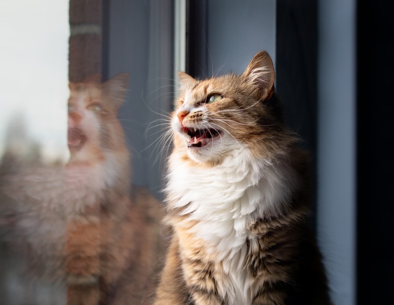 Why Does My Cat Keep Meowing? 7 Reasons Why They Won't Stop