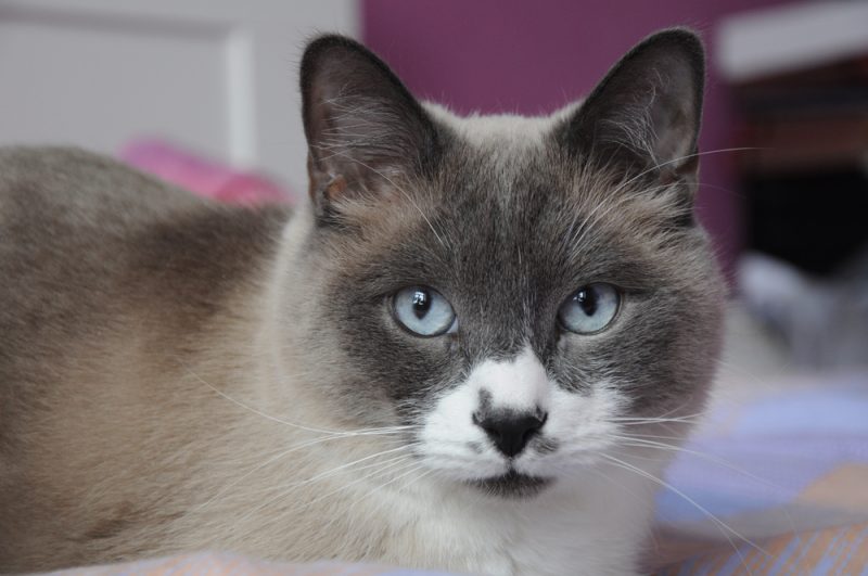 close-up-of-blue-point-snowshoe
