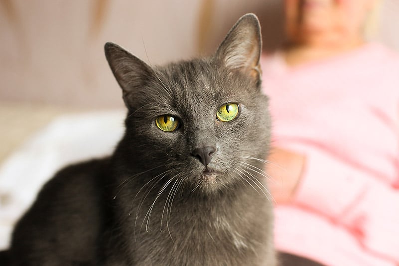 Can Cats Have Alzheimer's? Feline Health Facts (Vet Answer)