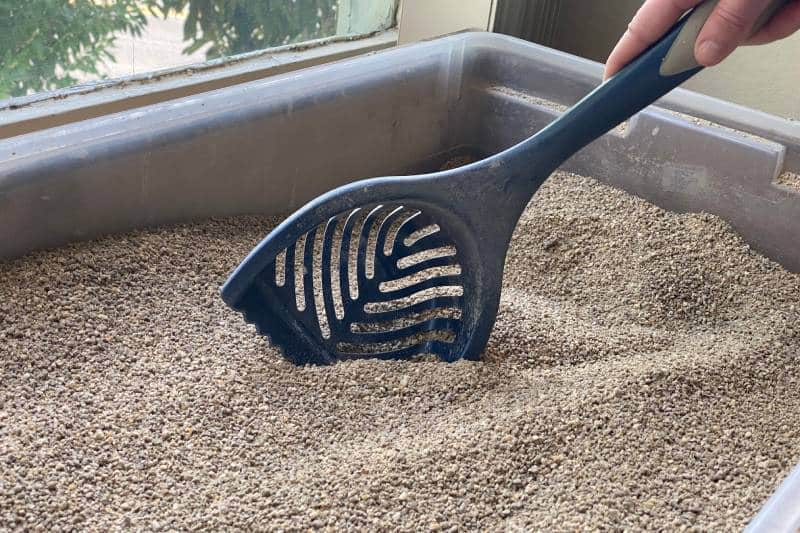 How to Dispose of Cat Litter Without Plastic Bags: 6 Vet-Verified Tips & Tricks