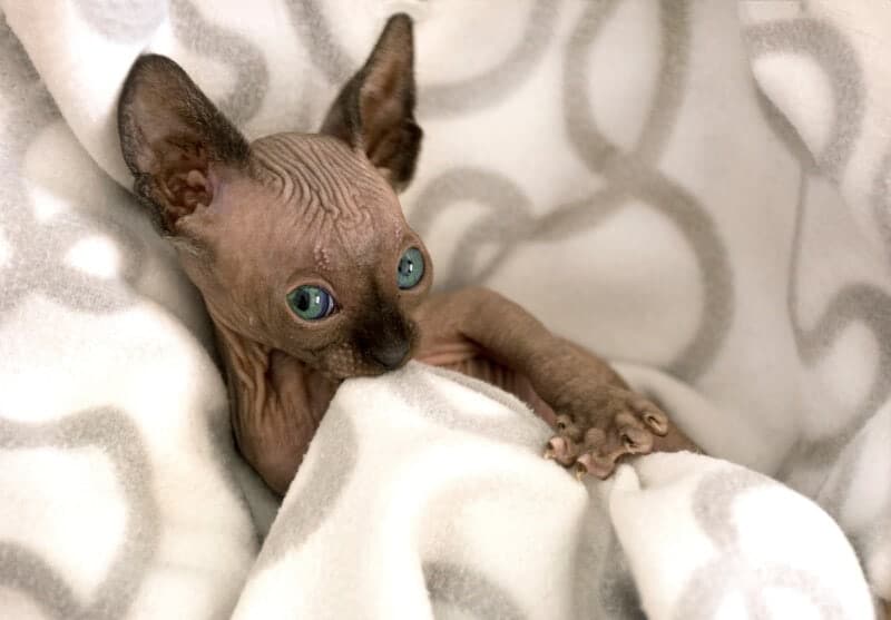 The Real Reasons Kittens Suckle! Warning: High Level of Cuteness Follows