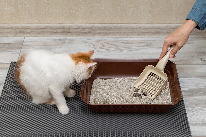 8 Best Disposable Litter Boxes in 2026 - Reviews & Top Picks