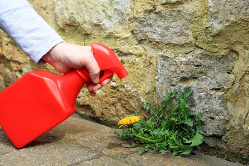 Is Weed Killer Safe for Cats? Vet-Reviewed Facts & FAQ