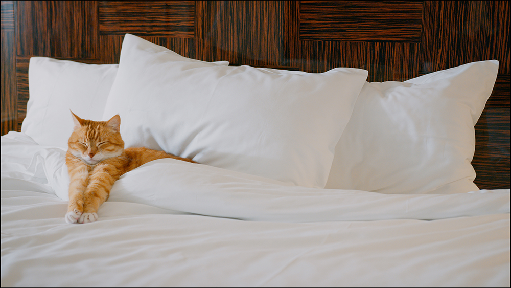10 Pet-Friendly Hotels in Flagstaff, AZ (2026 Update)