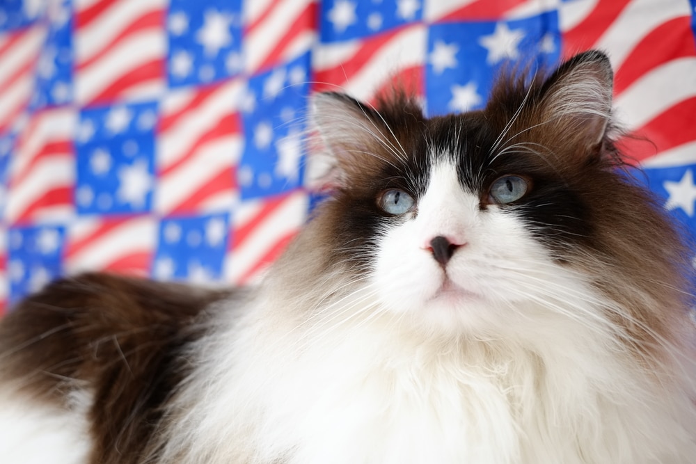 How to Keep Your Cat Calm & Safe This Fourth of July: 12 Vet-Approved Methods