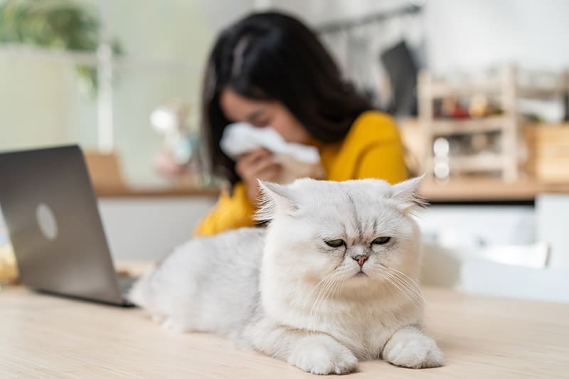 Vets Warn About 10 Cat-to-Human Diseases (And How to Prevent Them)