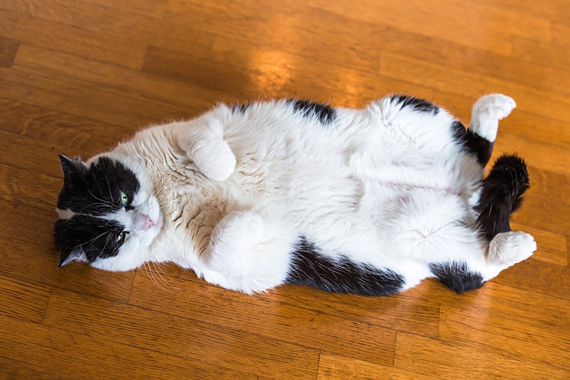 How Do Cats Show Submission? Vet Reviewed Behavior Explained