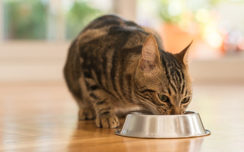 Holiday Foods That Are Safe for Cats: Vet-Reviewed Safety & Nutrition Facts