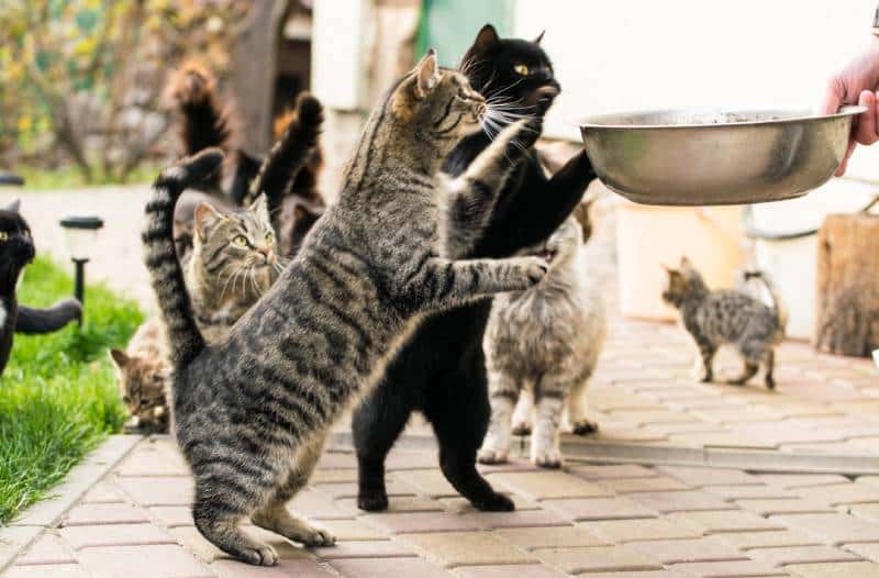 Cage-Free Cat Shelters: Are They a Good Thing? (Vet-Approved)