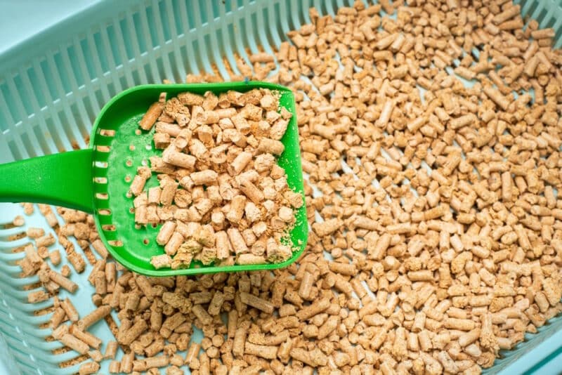 7 Best Pellet & Pine Cat Litters in 2026 - Reviews & Top Picks