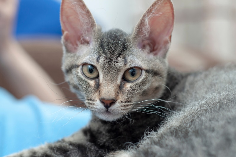 Is It Okay to Trim My Cat's Curly Whiskers? Vet-Reviewed Facts & FAQ