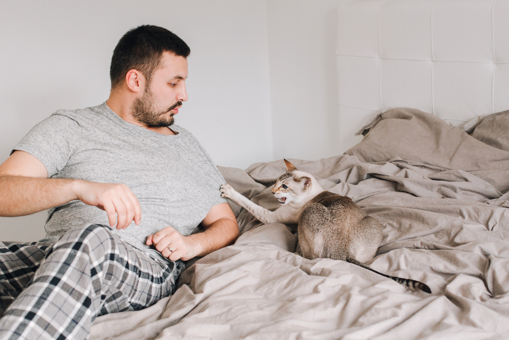 Why Do Cat Scratches Itch? Our Vet Explains 4 Common Reasons