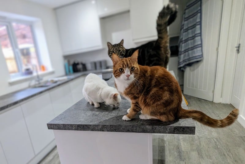 Why I Allow Our Cats on the Countertops: Dr Karyn's Perspective