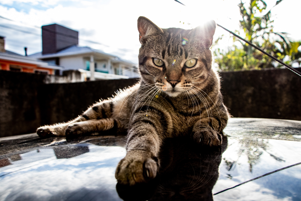 Brazilian Shorthair Cat Breed Info: Pictures, Temperament & Traits