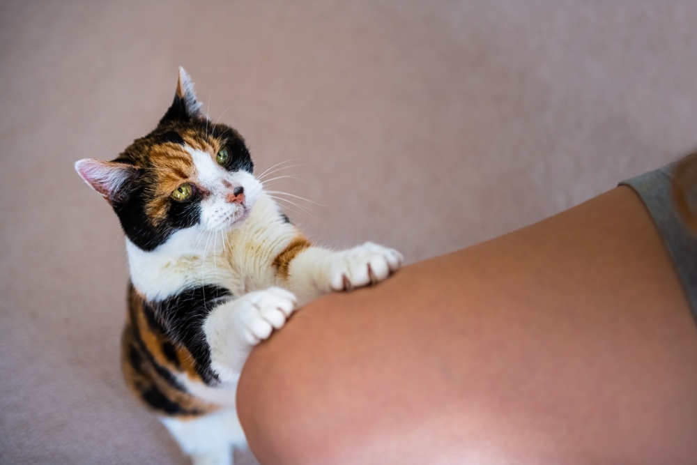 My Cat Is Addicted to Treats, What Can I Do? (Vet Answer)