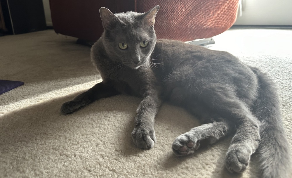 Why Are Some People Afraid of Cats? How Olga Reacts to Other Humans
