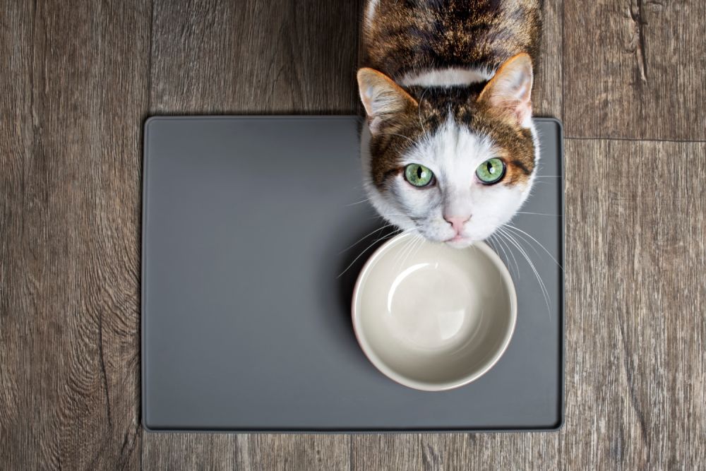 GMO in Cat Food: Vet-Reviewed Health & Nutrition Facts