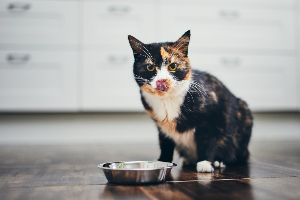 My Cat Is Obsessed with Food, Is Something Wrong? Vet-Verified Facts
