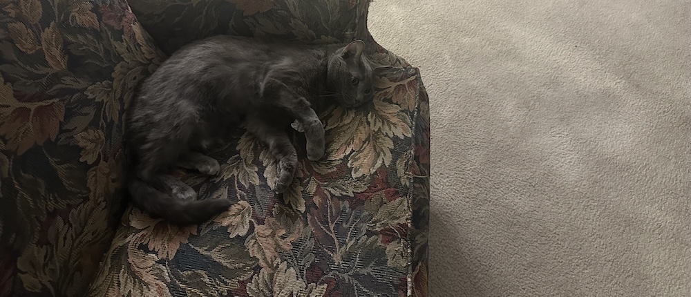 Strange Places That Cats Hide: Olga’s Preferred Spots