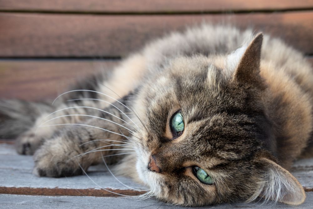 8 Senior Cat Health Issues to Be Aware Of (Vet Answer)