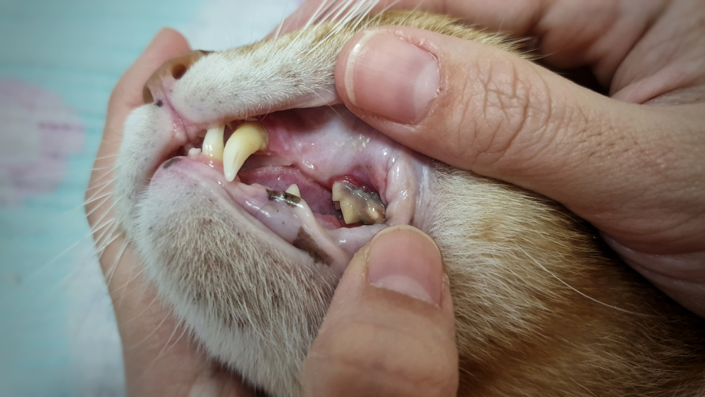 Dental Disease in Cats: Causes, Signs & Treatment Options (Vet Answer)