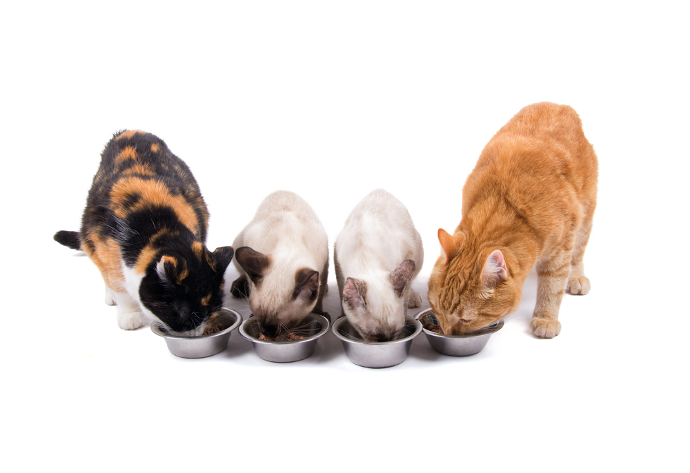 Feeding Multiple Cats: Vet-Approved Mealtime Strategies