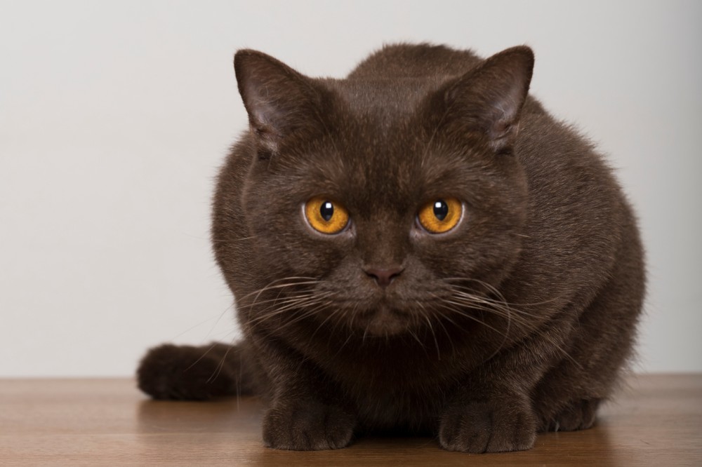 12 Round-Face Cat Breeds: Top Choices for Your Home (With Info & Pictures)