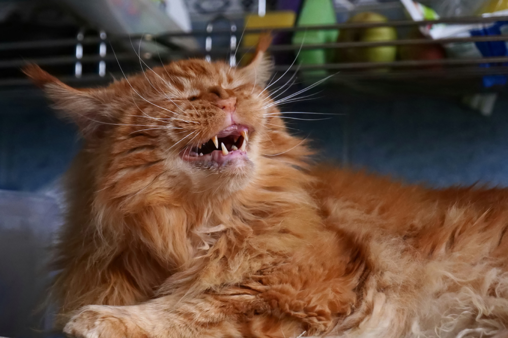 Do Cats Get Seasonal Allergies? Signs & Treatments